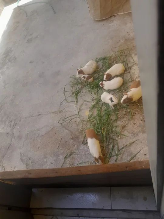 Porquinho da india pra vender  - Foto 2