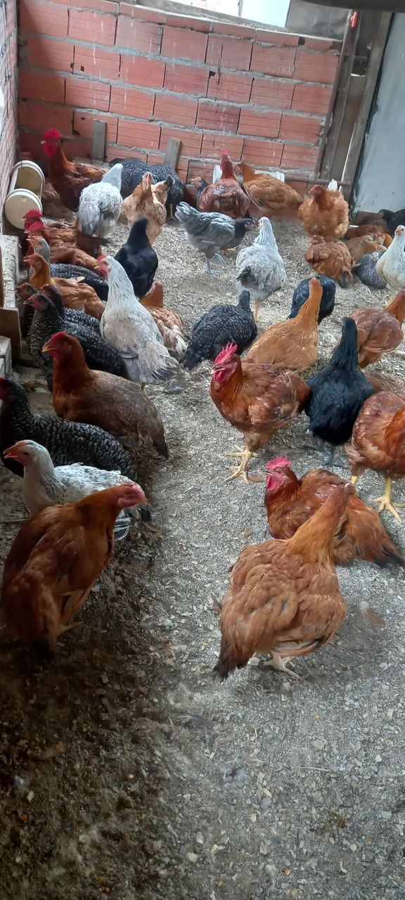 Vendas64304158796673120