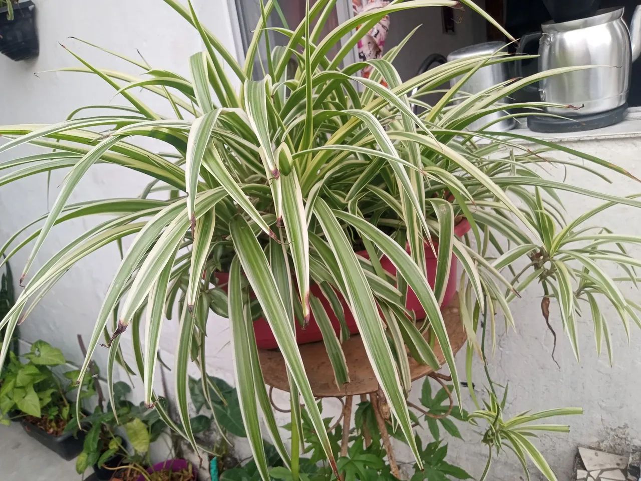 Plantas diversas  - Foto 2