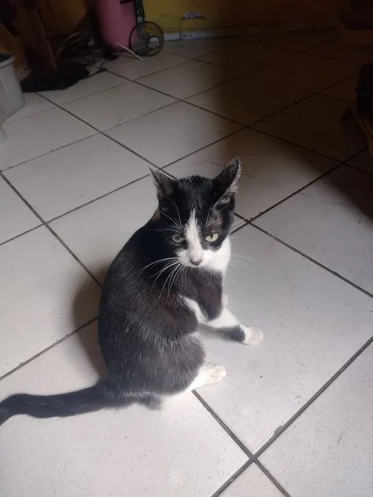 Adoção responsável  - Foto 2