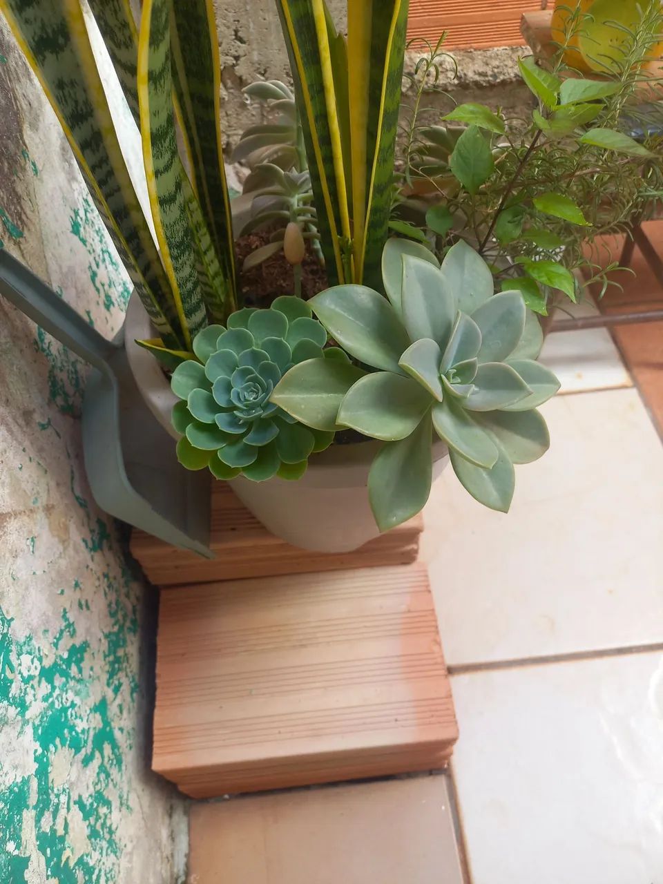 Conjunto de Plantas para Decoração - Foto 3