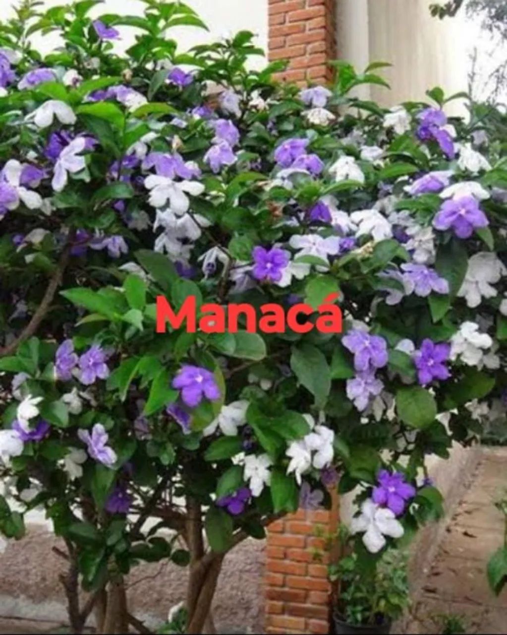 Mudas frutíferas árvores e plantas  - Foto 2