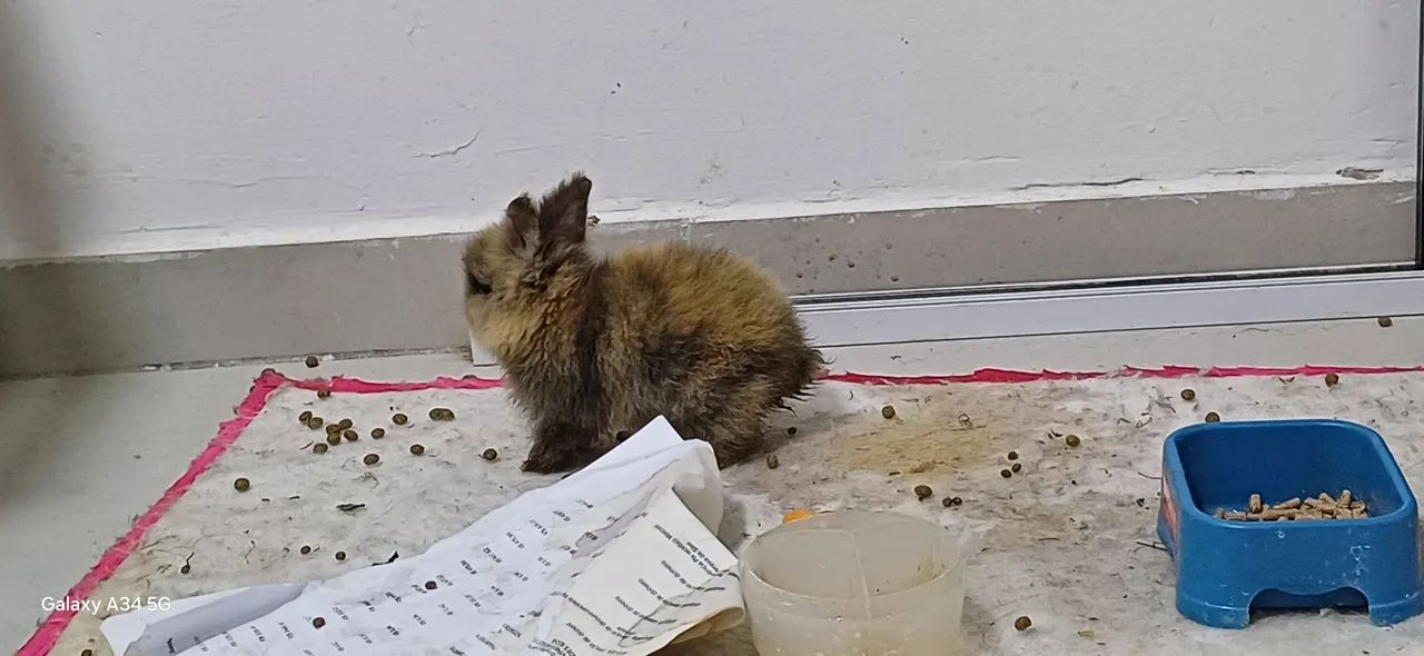 Coelhos fofinhos mine teddy  - Foto 4