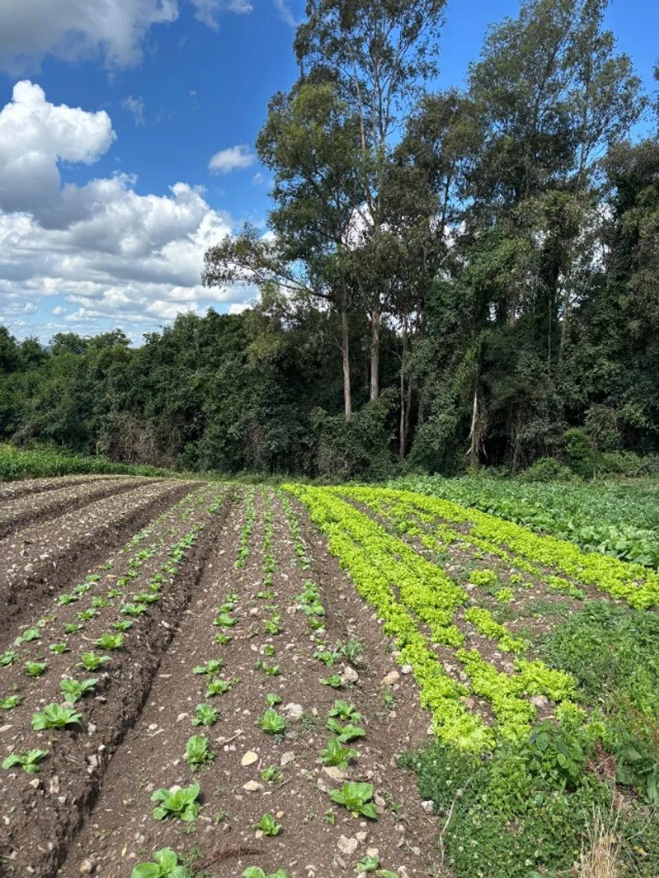 Área de Terra 5he São Gotardo de Vila Seca - Foto 6