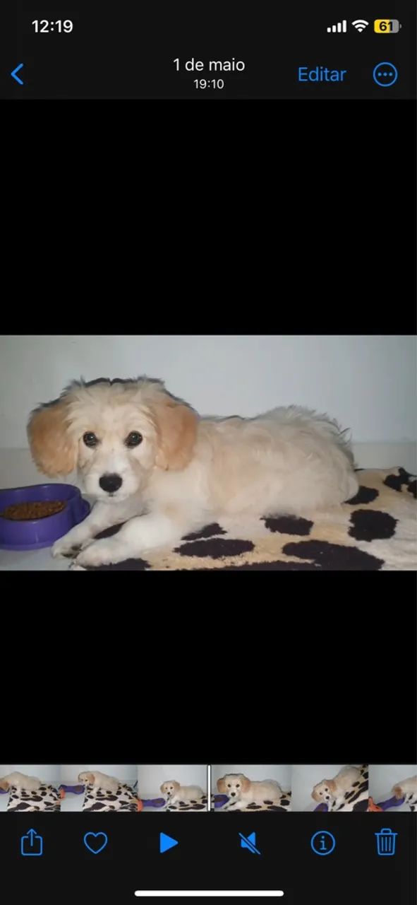Cavachon vendo