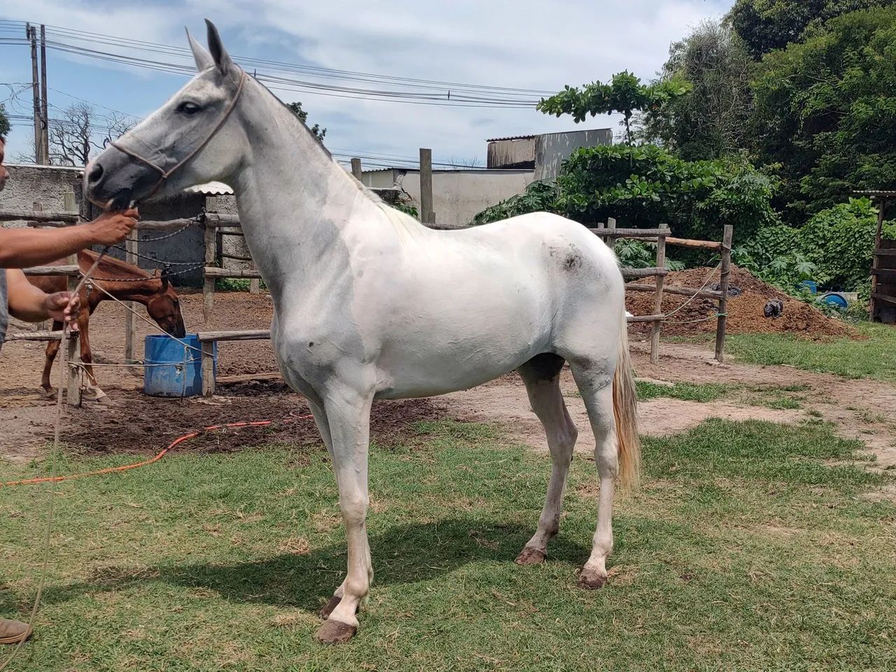 Égua Mangalarga Marchador Pampa dágua - 5 anos - Foto 4