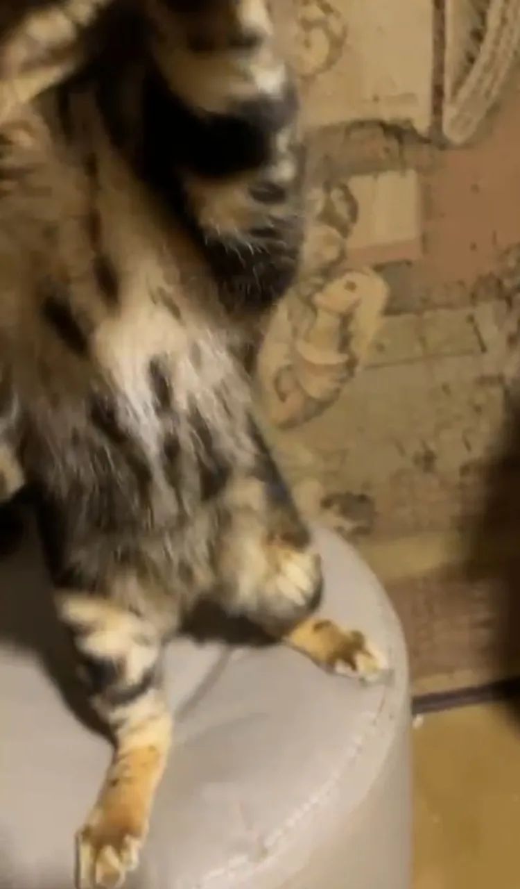 Gatinho Macho Bengal Marble (raríssimo) Pedigree Melhor Gatil do país  - Foto 4