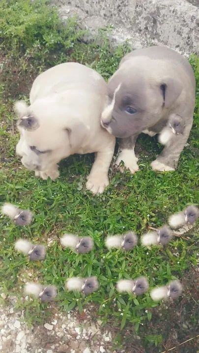 Filhote de American Bully - Foto 2