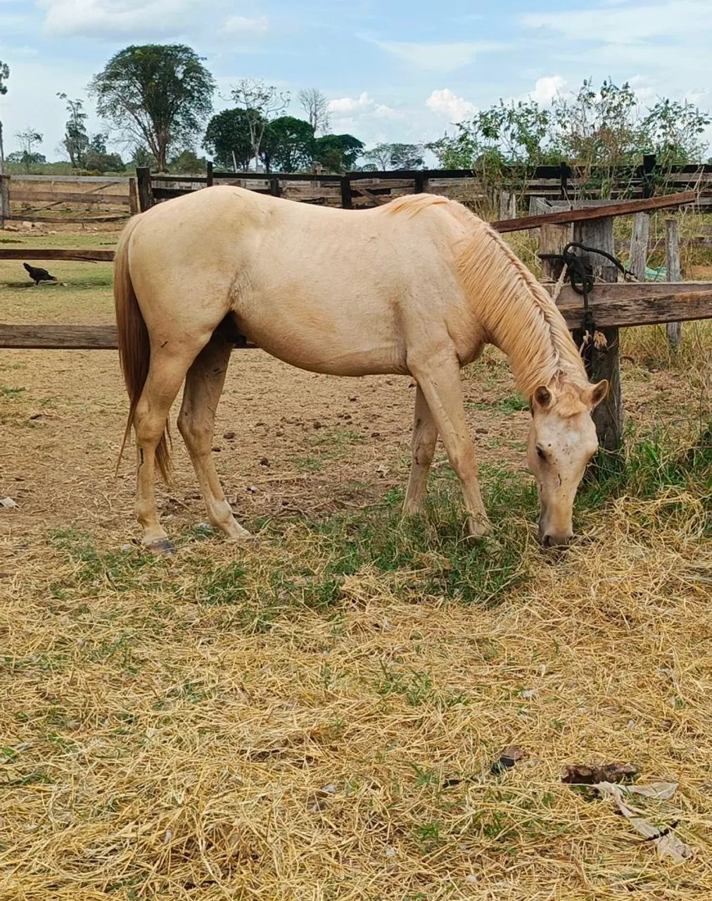 Potro quarto de milha  - Foto 3