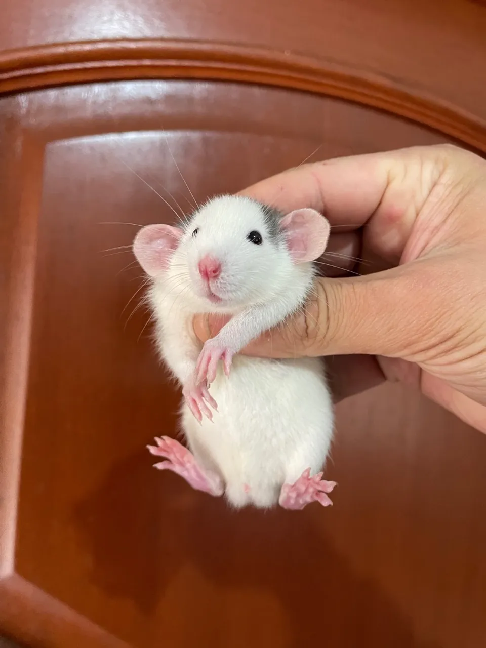 Ratos Twister Dumbo e Standard