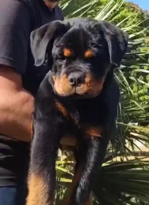 Filhote de rottweiler 