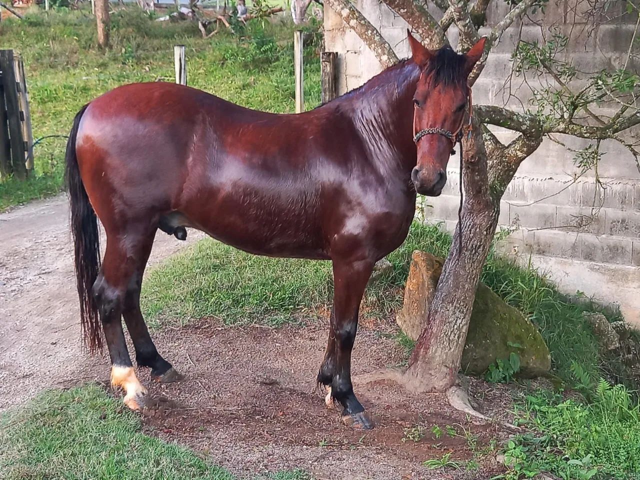 Cavalo MangaLarga, lindo, mando, capado, bem tratado 