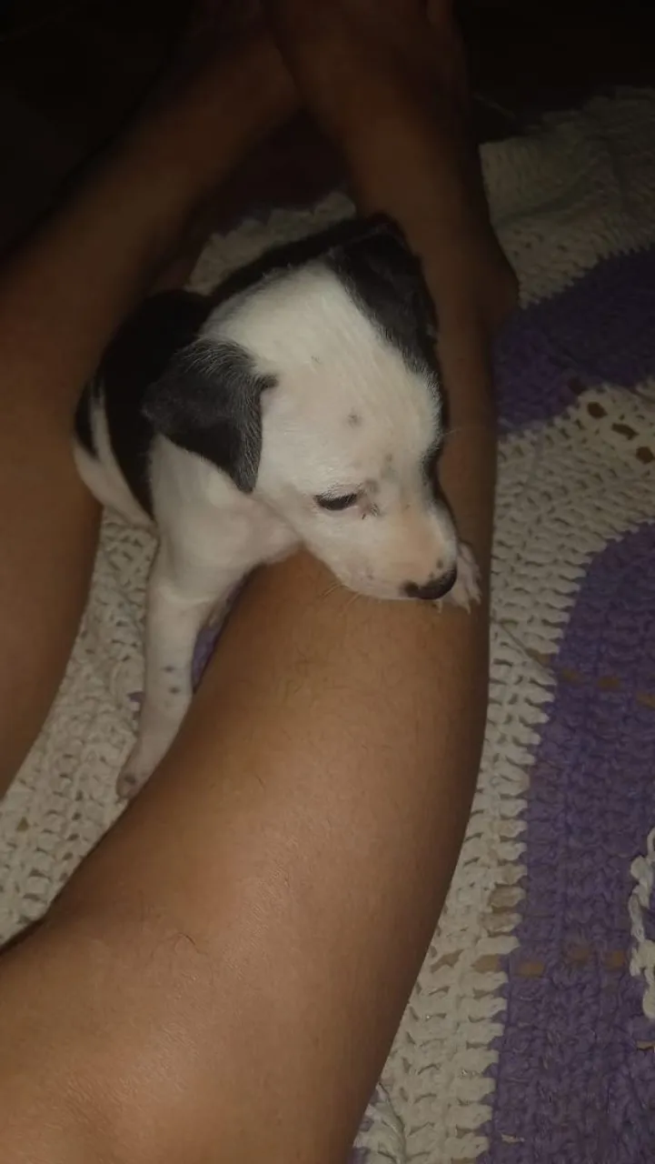 Filhote de Pitbull disponível para adoção