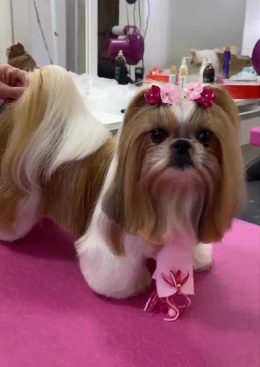 Shih Tzu