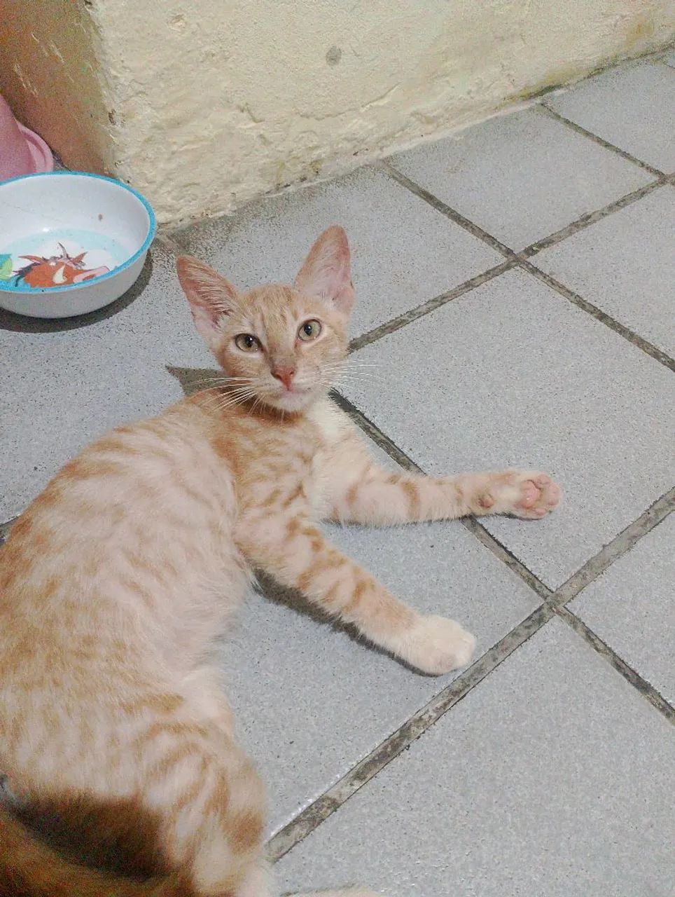 Gatinha fofo e carinhosa vermifugada
