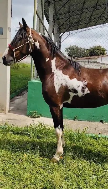 Mangalarga Paulista- Macho - Foto 2