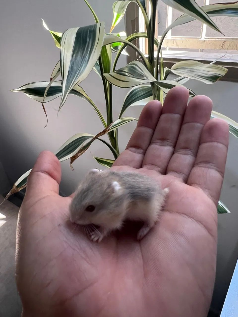 Hamster Anão Russo Cinza - Filhote - Foto 2