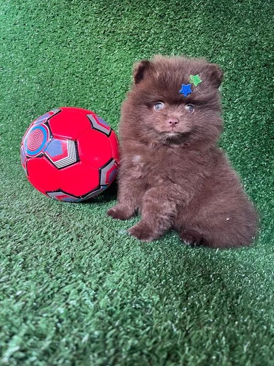 Lulu da pomerania exótico puro e com pedigree  - Foto 4