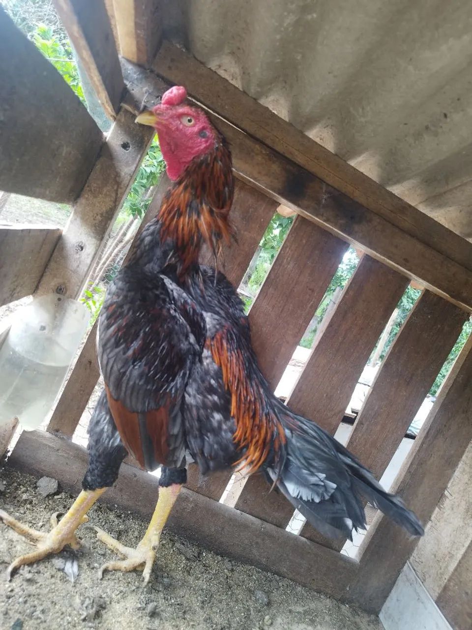 Frango indio - Foto 3