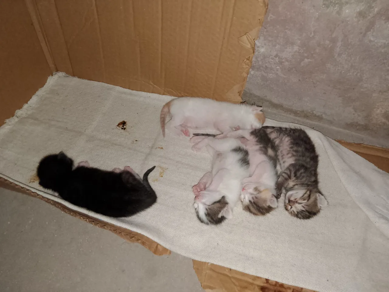 Gatinhos para Adoção: Filhotes Fofos e Lindos!