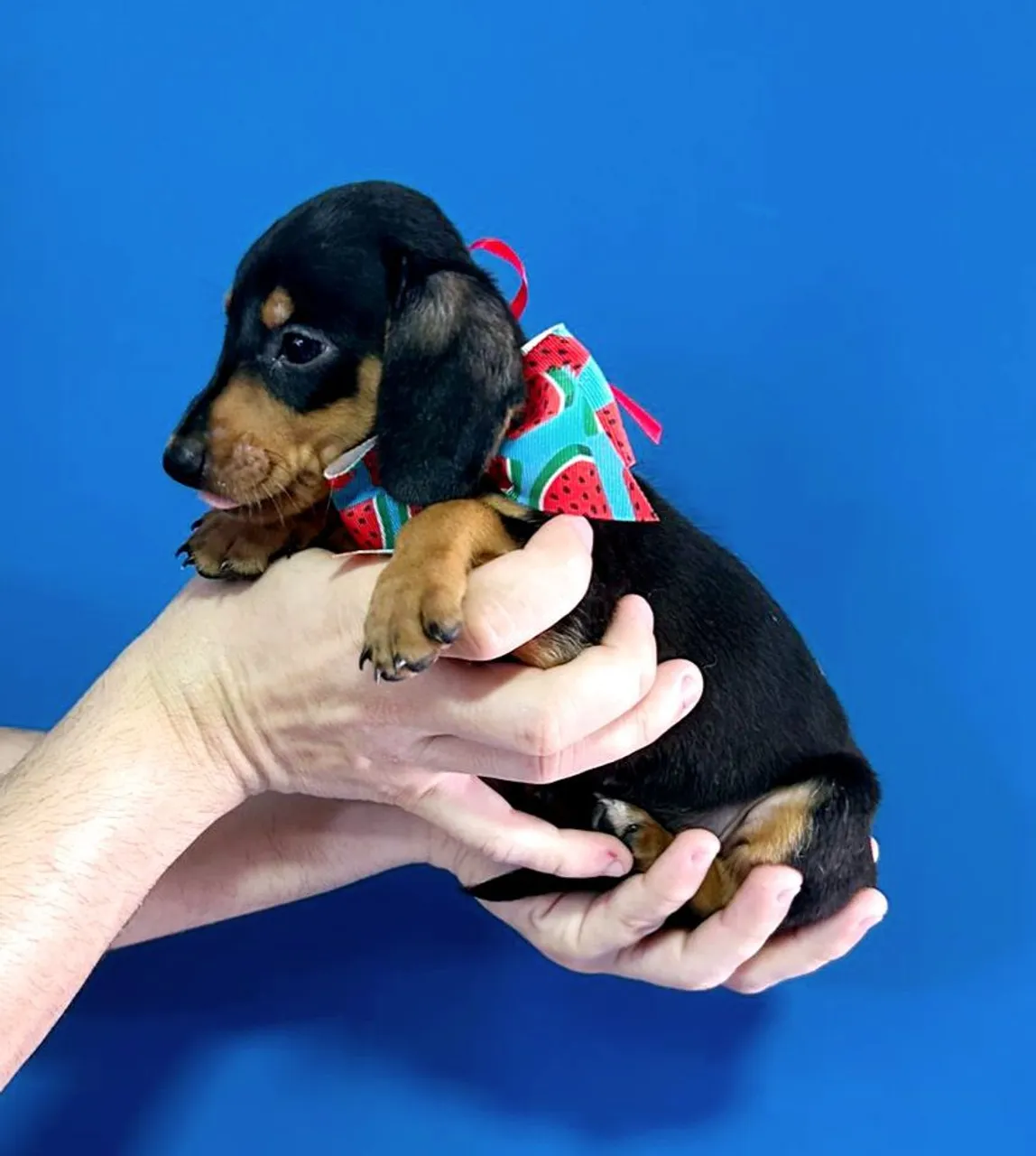 Dachshund fêmea ,Teckel, salsicha ,basset