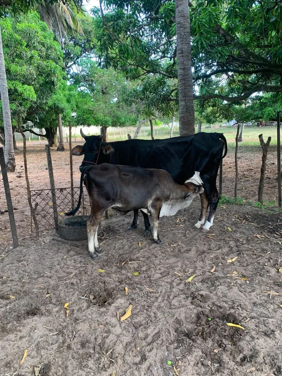 Vaca é Bezerra 
