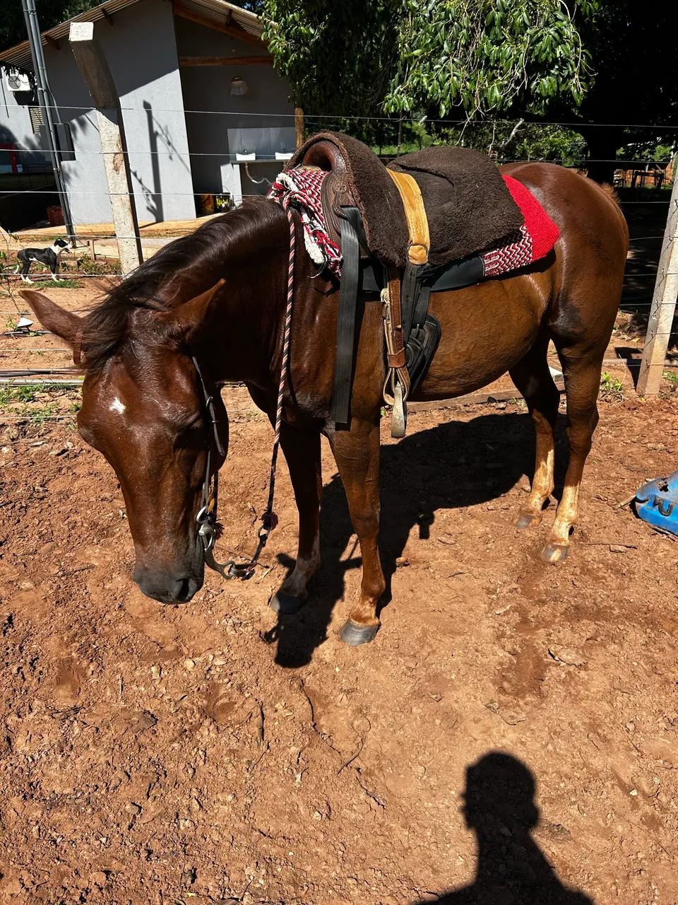 cavalo castrado  - Foto 3