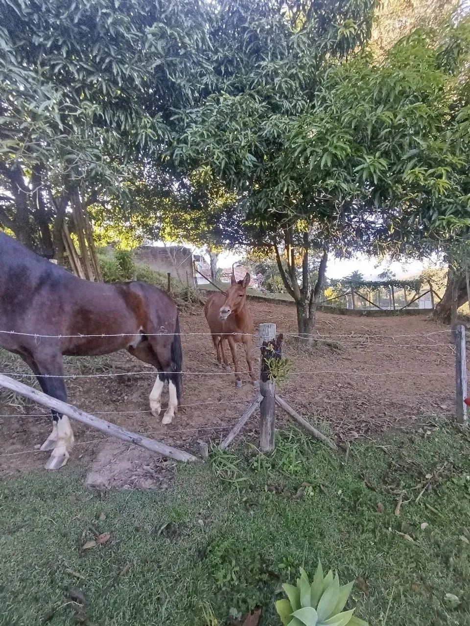 Cavalo/mula - Foto 3