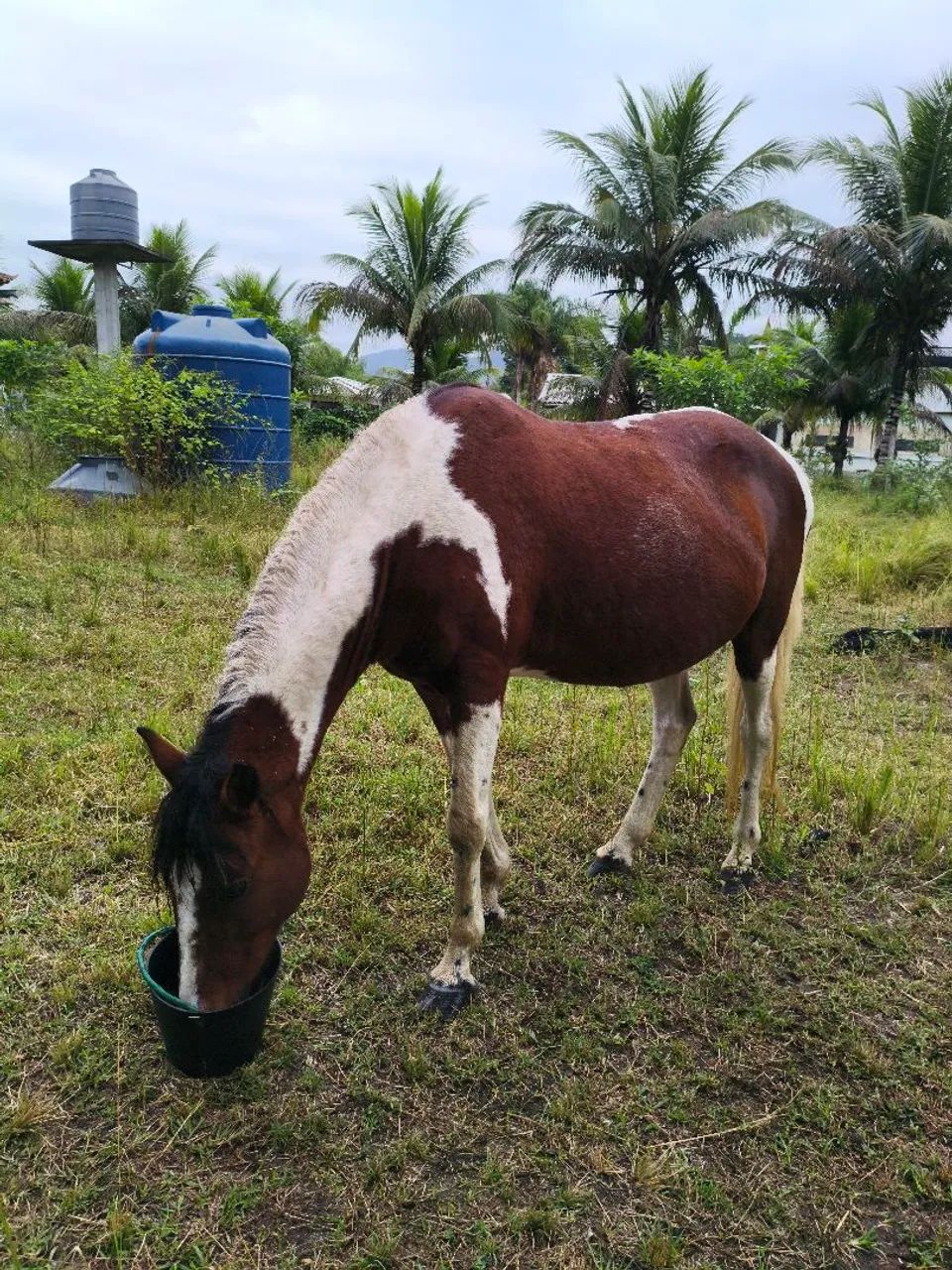 Égua mangalarga pampa de castanho - Foto 2