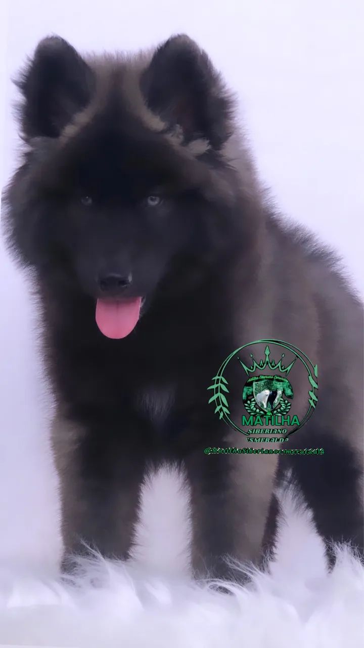 Filhotes de Husky Siberiano Wolly 