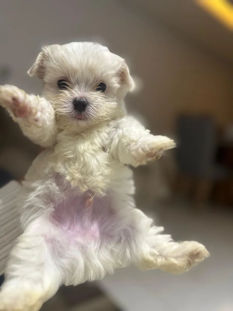 Maltês micro a venda  - Foto 3