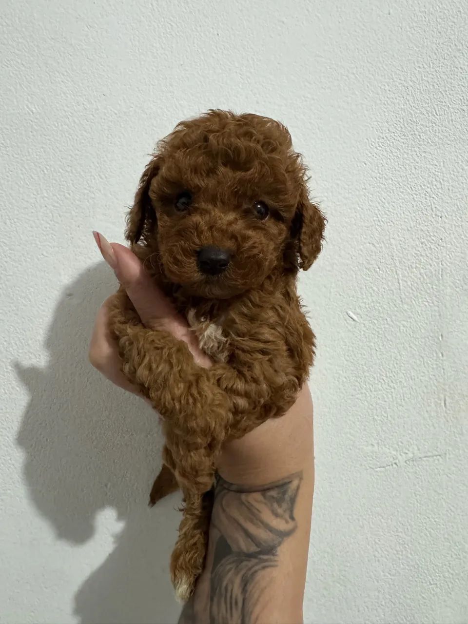 Poodle Toy Red Macho !  - Foto 2
