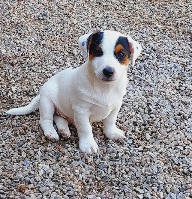Jack Russel Terrier  - Foto 3