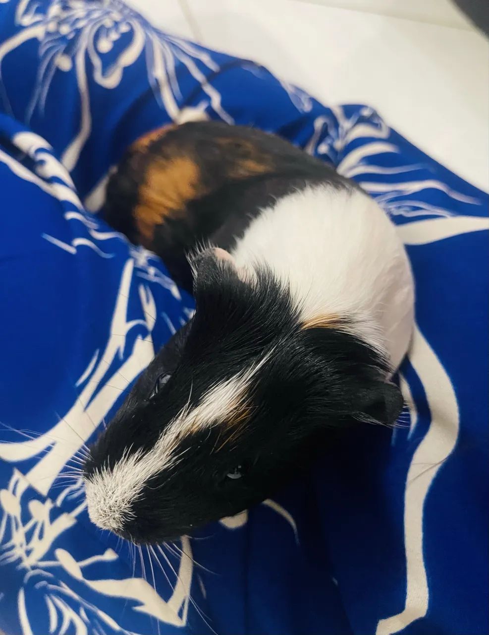 Adoção porquinho da índia  - Foto 2