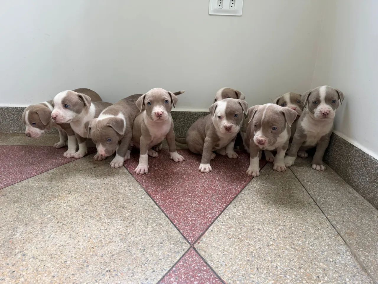 Pitbull  - Foto 2