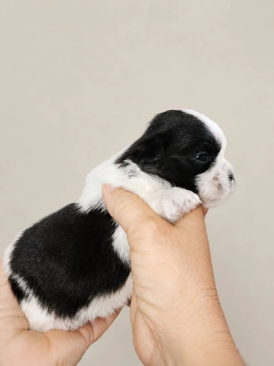 Filhotes de lhasa de apso - Foto 2