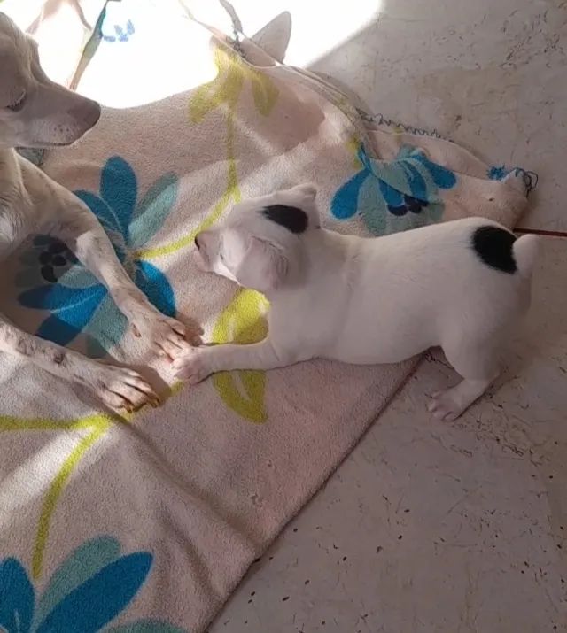 Filhote de pinscher zero - Foto 2