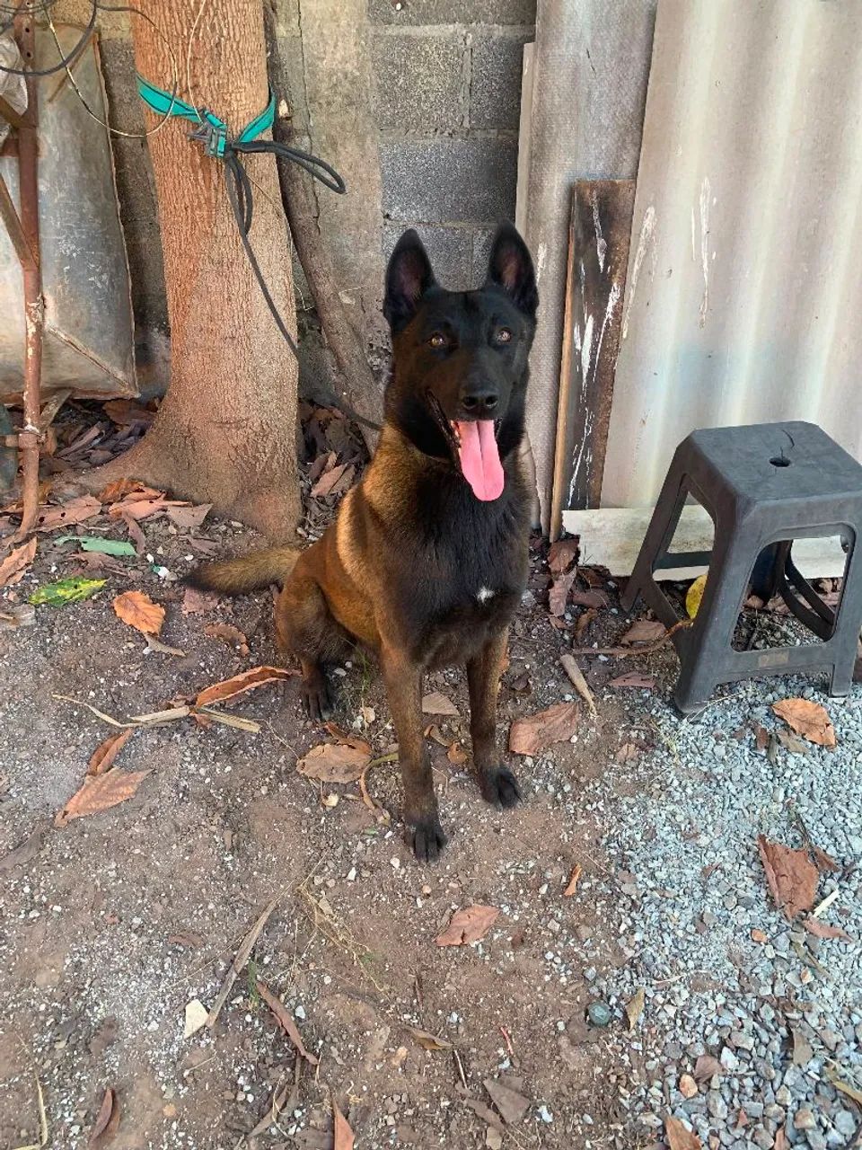 Pastor Belga Malinois  - Foto 2