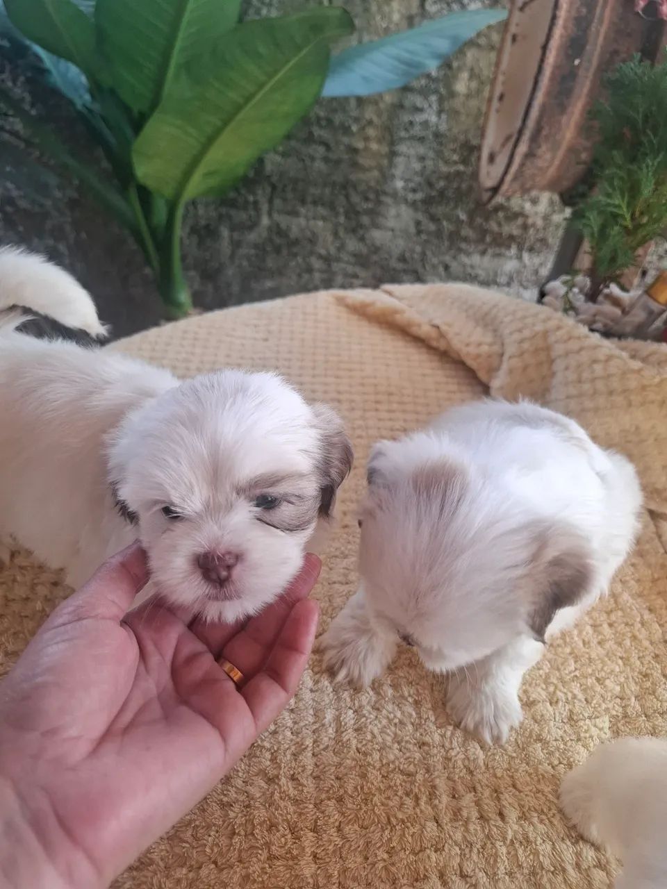 Shitzu branquinho a venda - Foto 5