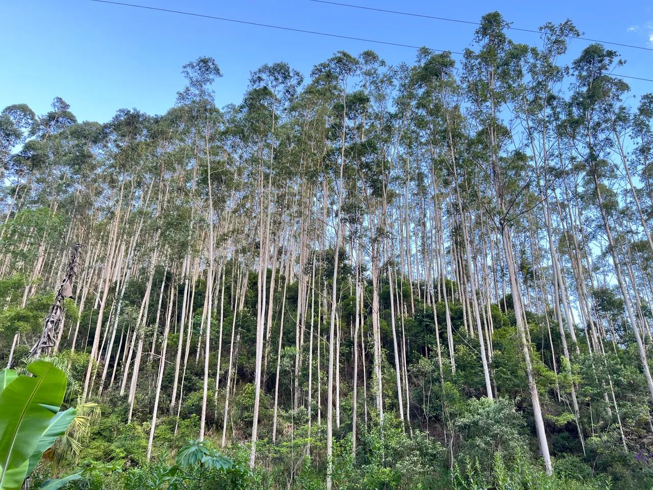 Vendo Sítio em Viana com 130mil m2 - Foto 3