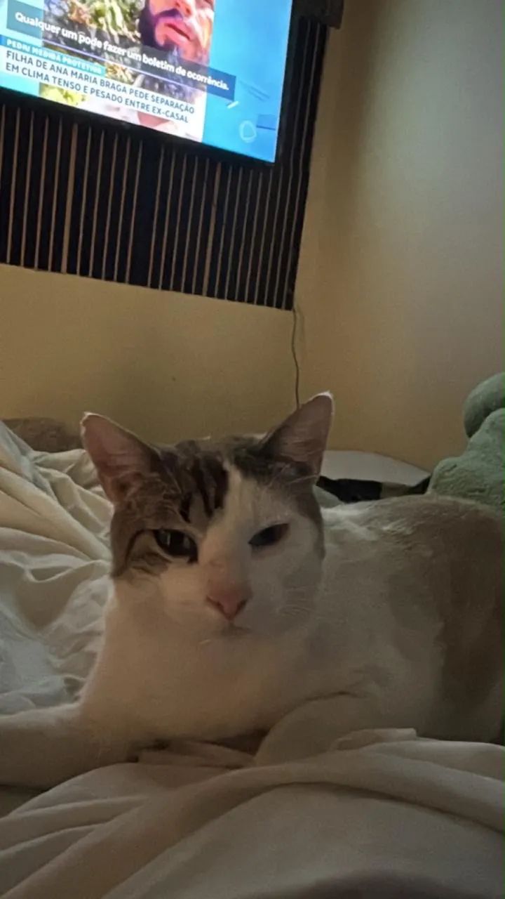 Gatos Pra Adoção! - Foto 2