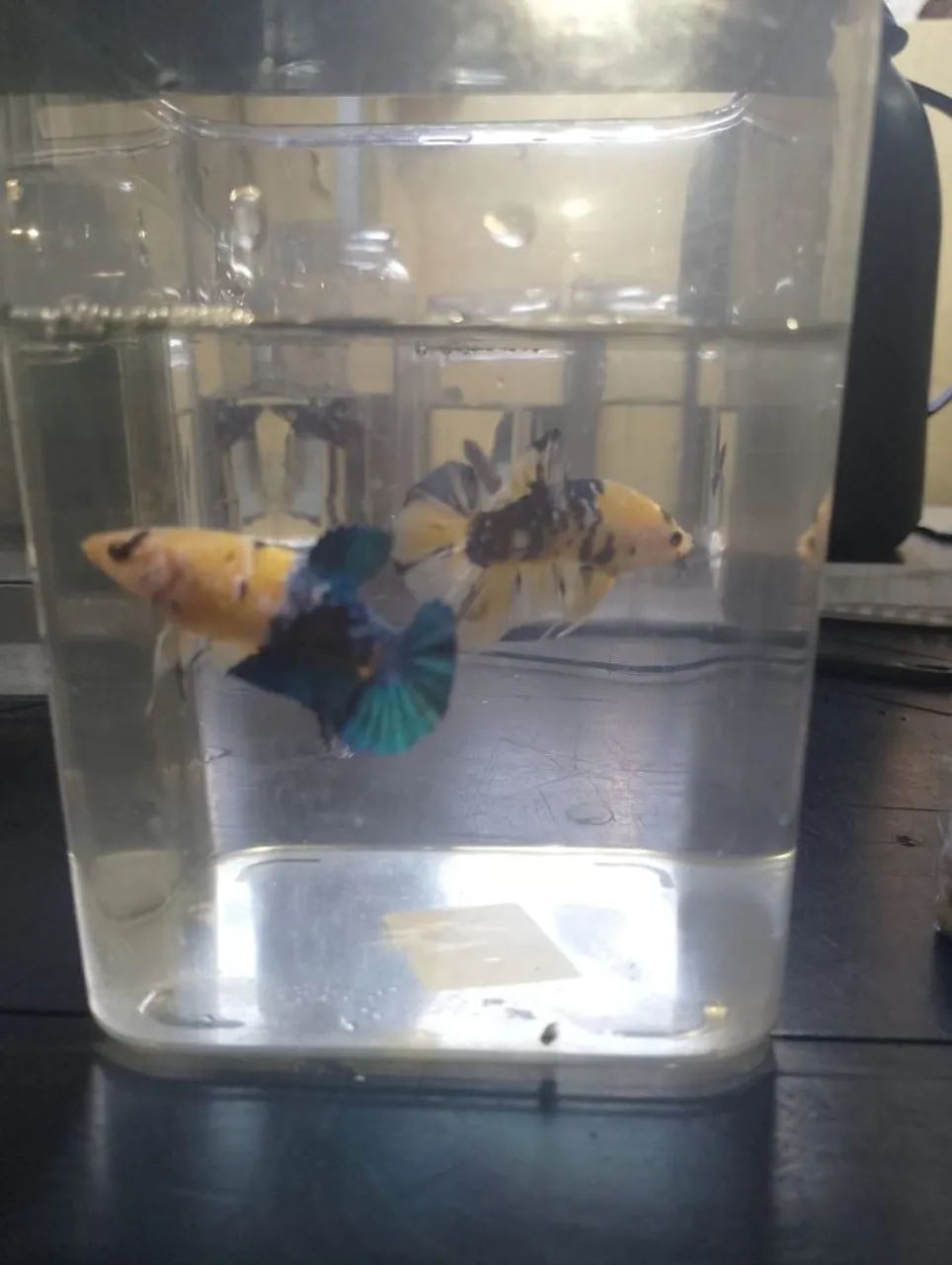 Betta YF