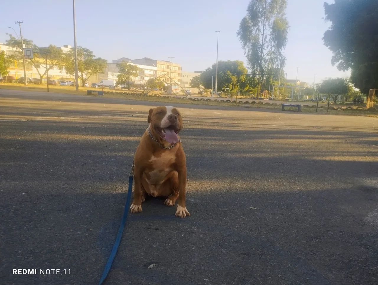 Adestramento de cães 