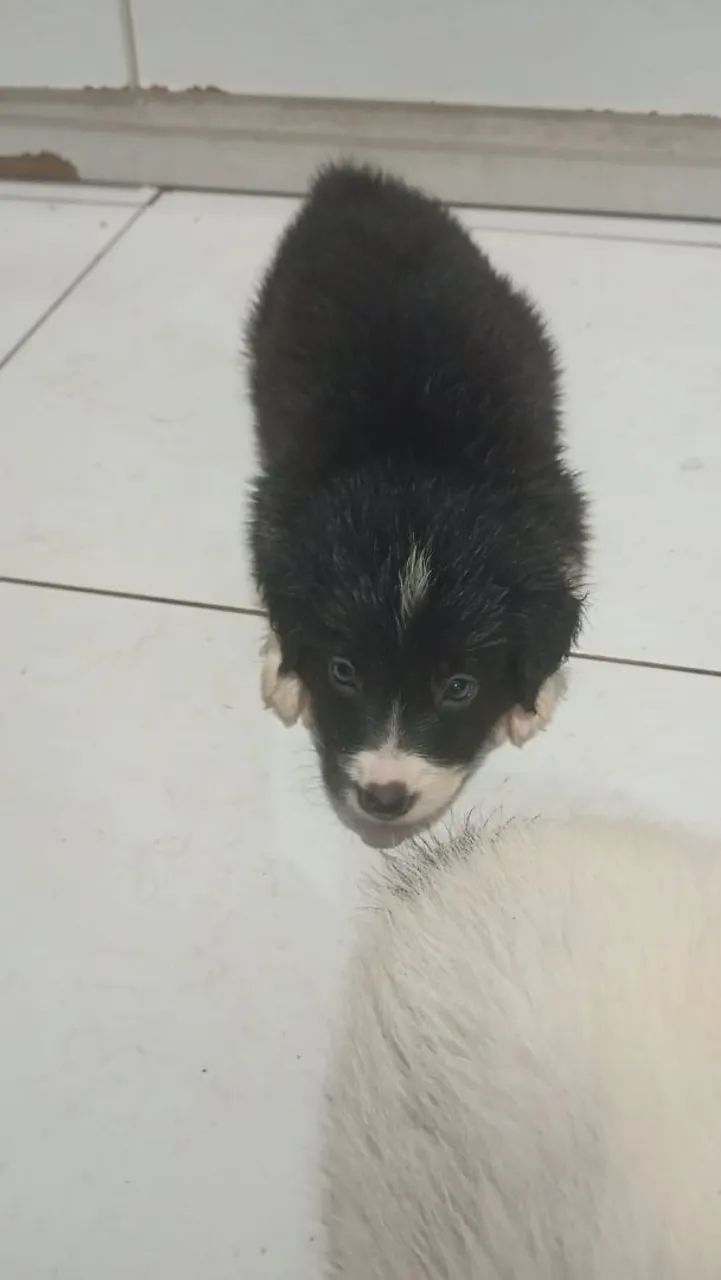 Border collie aceito propostas  - Foto 4