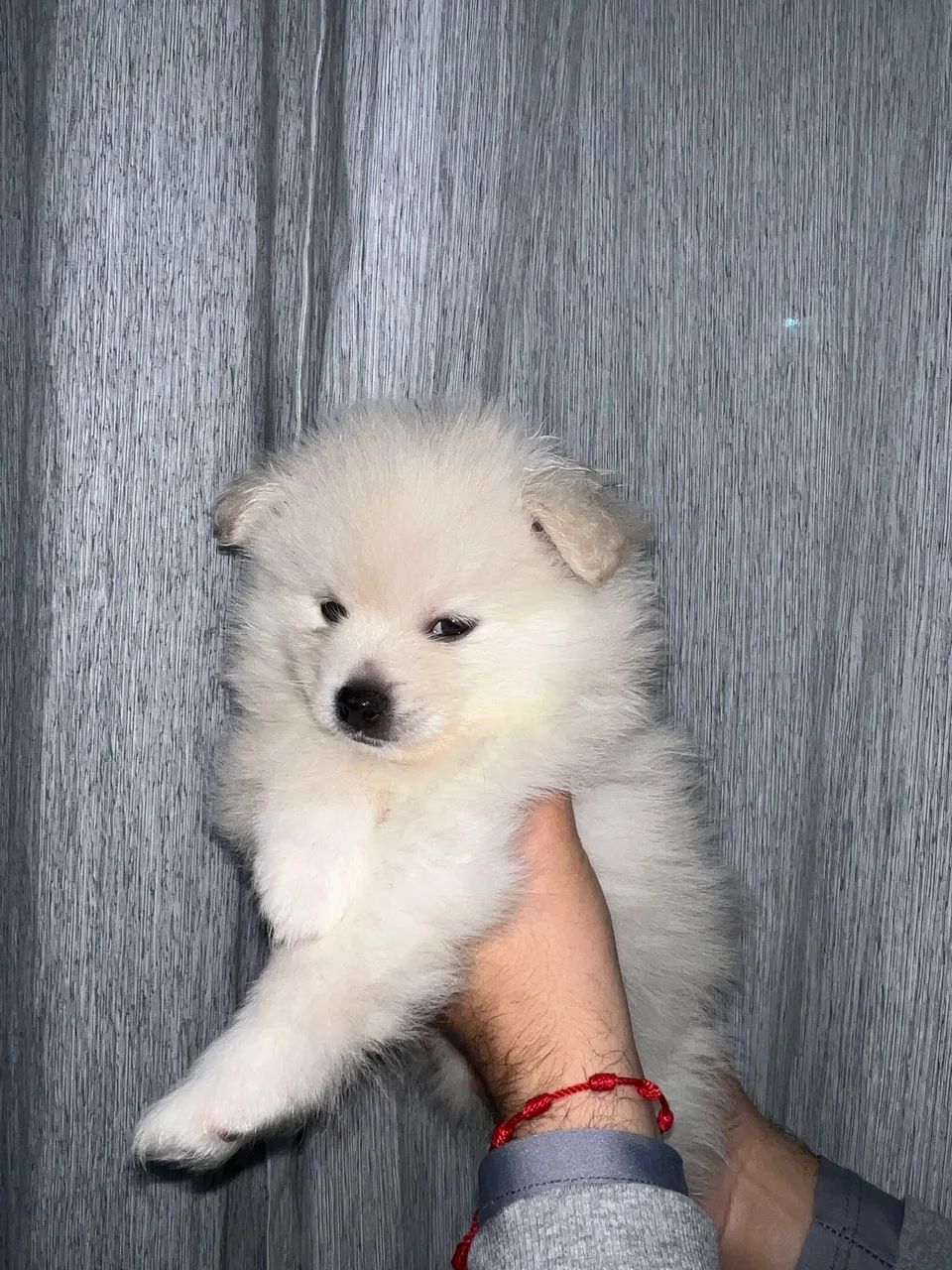 Filhote Spitz alemão  - Foto 5