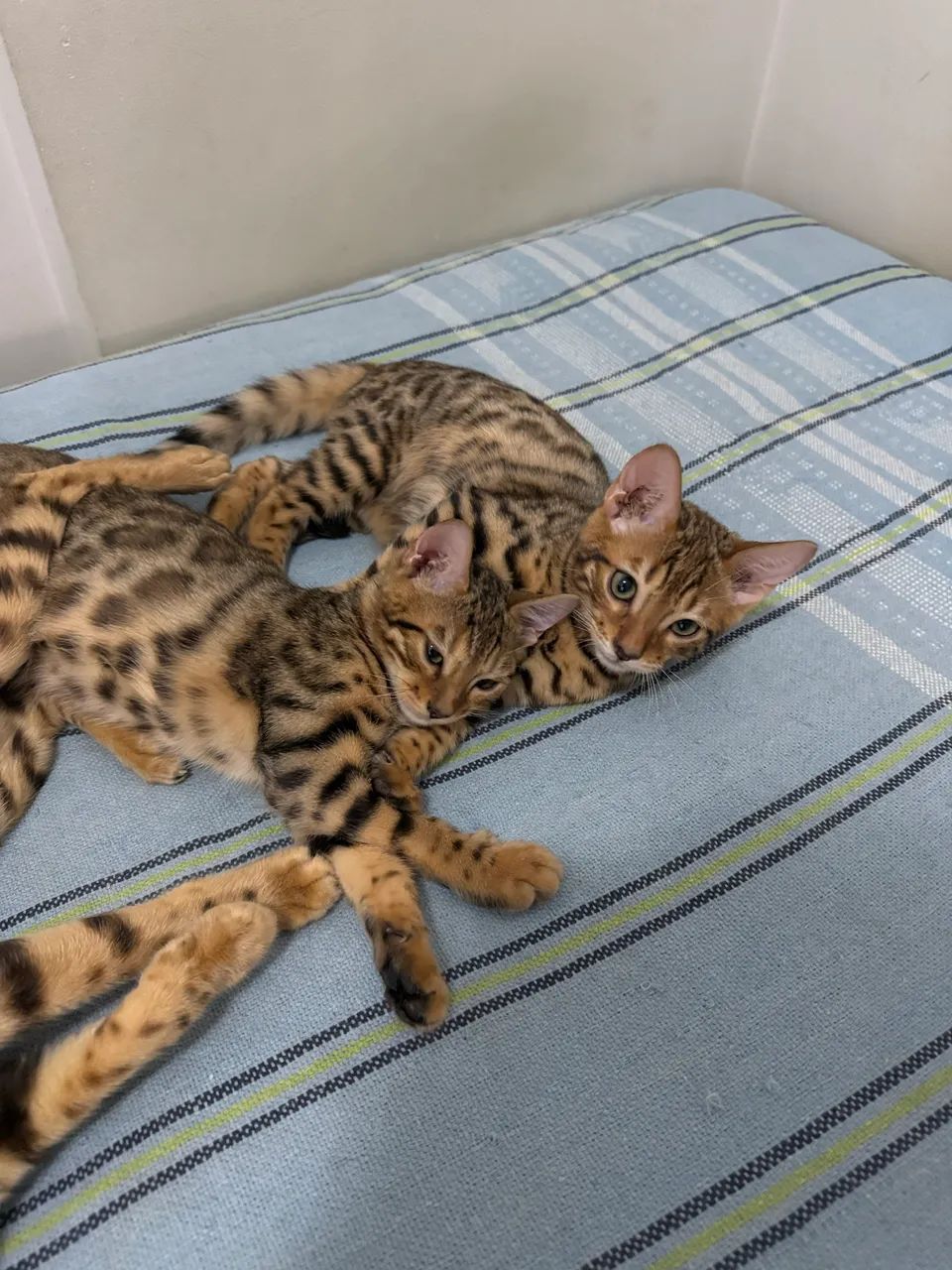 Filhote - Gato Bengal  - Foto 3