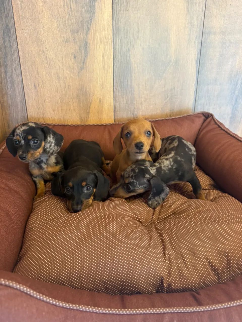 dachshund salsichinha 