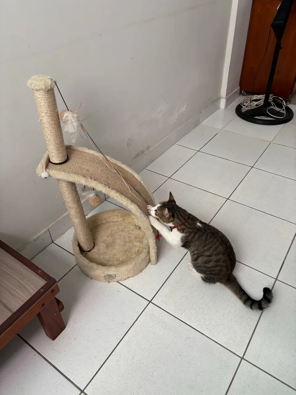 Arranhador para ?  - Foto 2