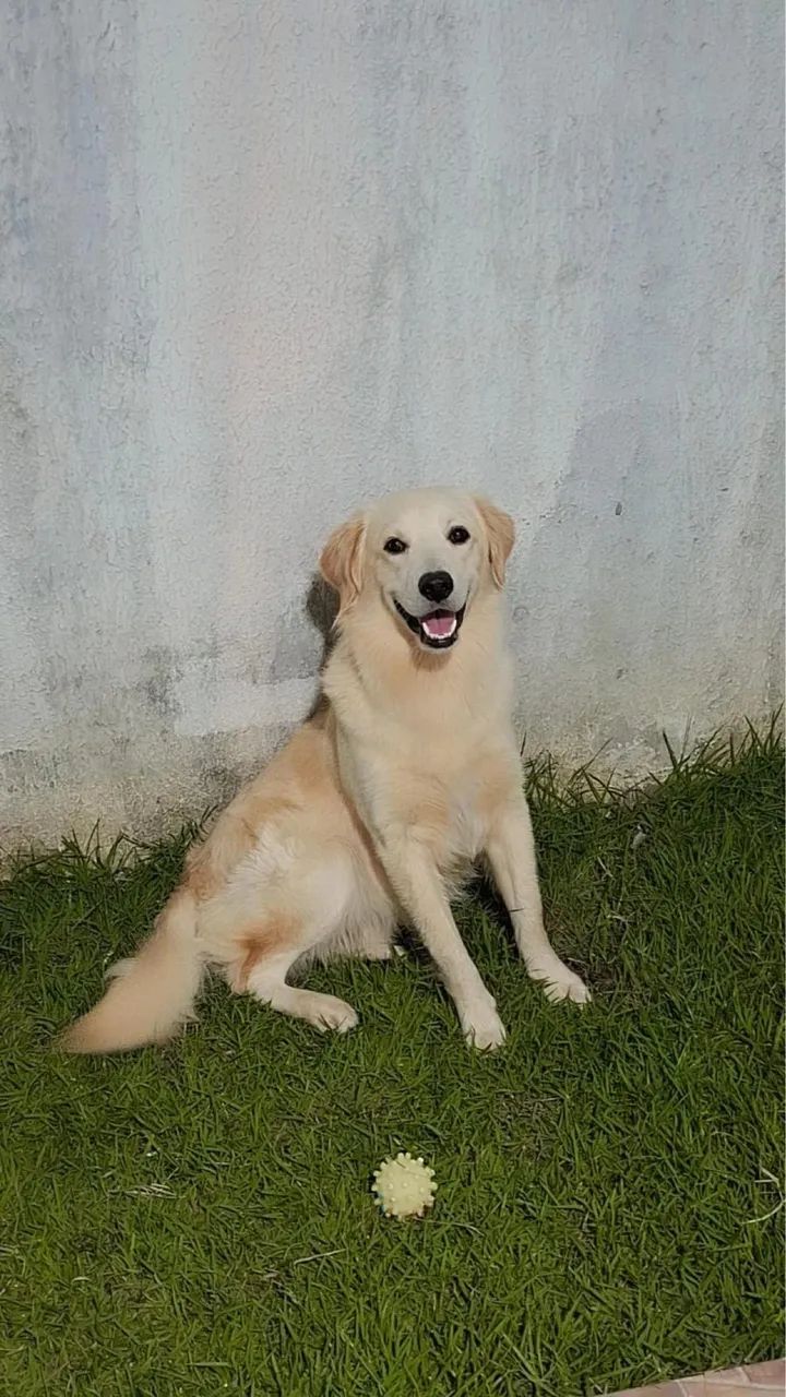 Doação de Golden Retriever 