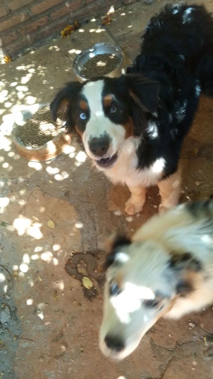Pastor australian Shepherd  - Foto 3